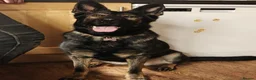 German Shepherd dogs for sale: Sasha - Advert 5