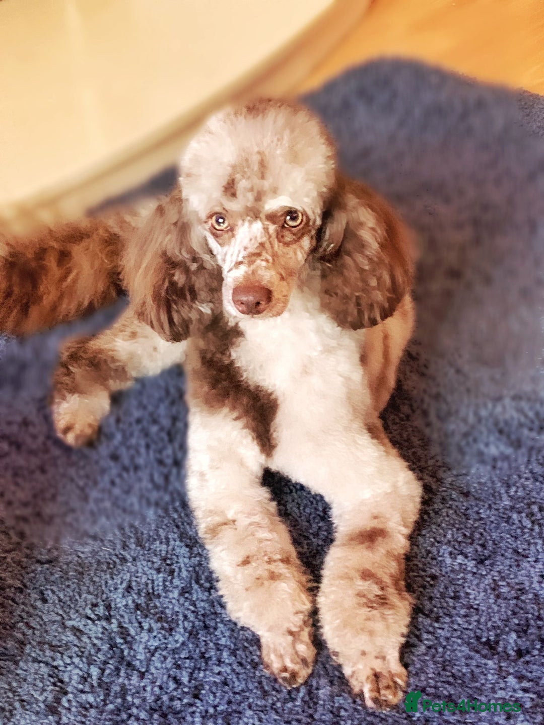 Cockapoo dogs for sale: 2 beautiful Cockapoo puppies left  - Advert 6