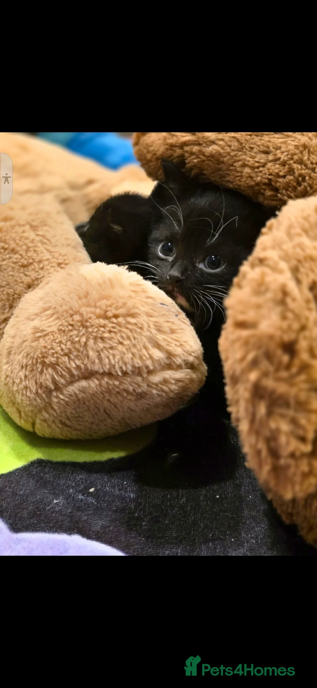 British Shorthair cats for sale: British Shorthair Tuxedo  - Advert 2