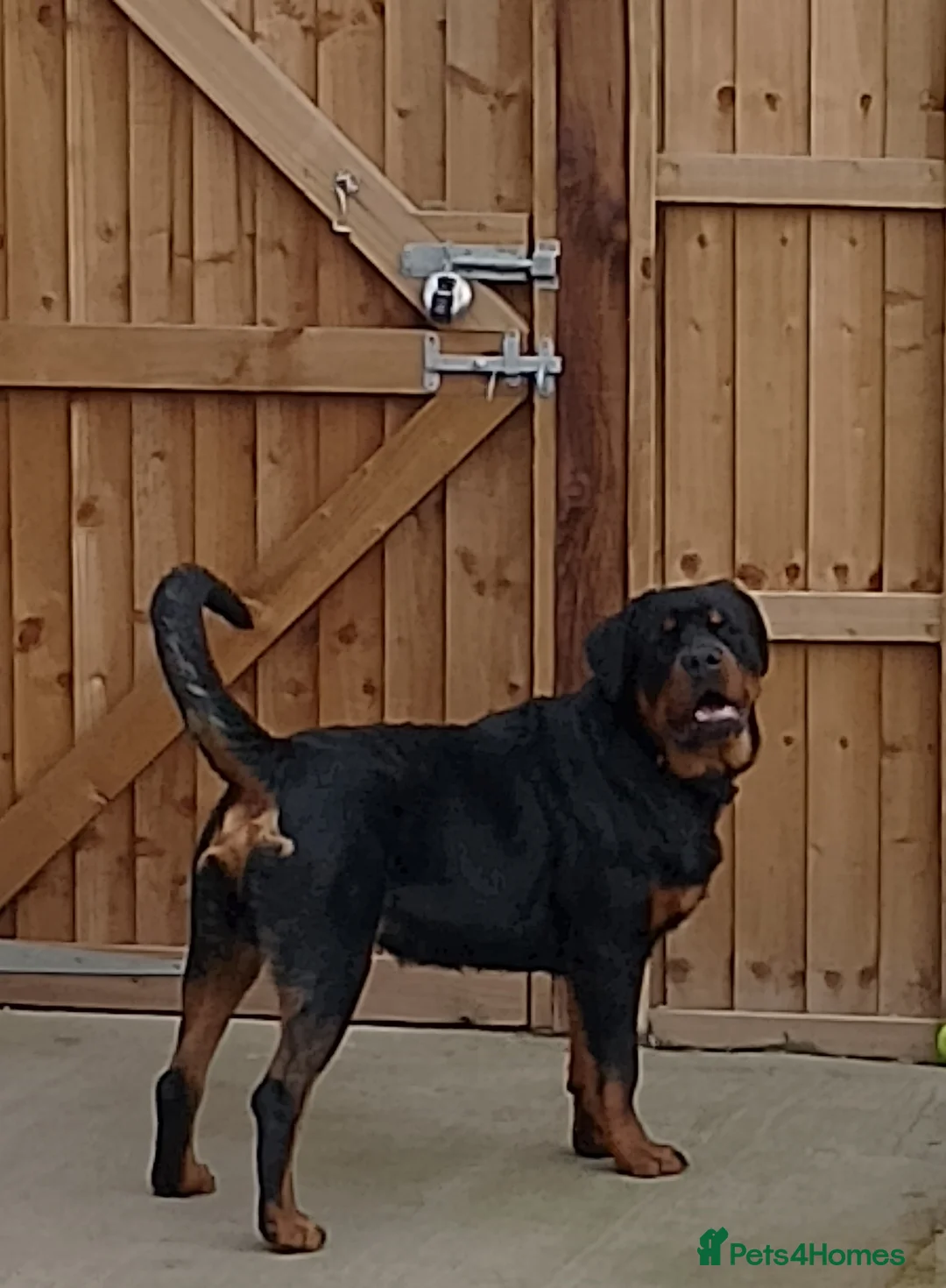 Rottweiler dogs for sale: 8Mth Old Rottie Male Pup - Advert 3