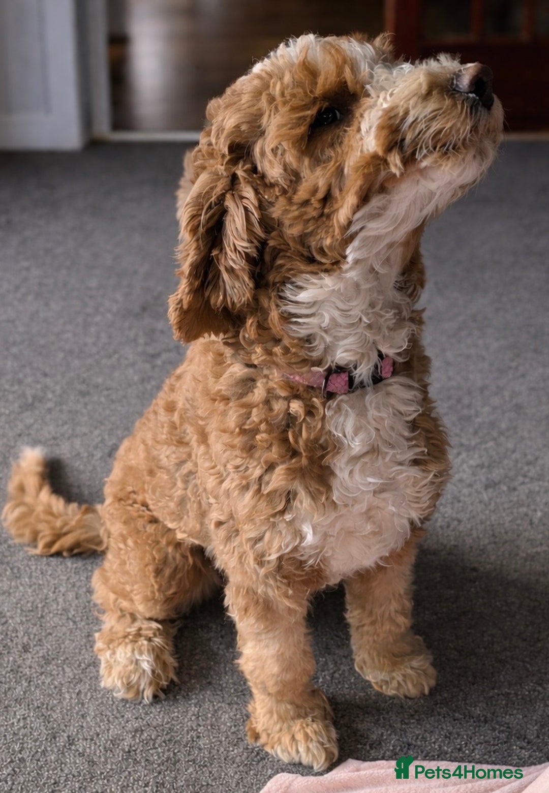 Australian Labradoodle dogs for sale: Australian Labradoodle Pups - Advert 14