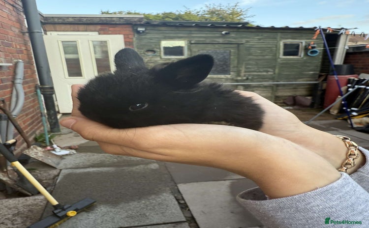 Mini Lion Lop rabbits - Advert 1