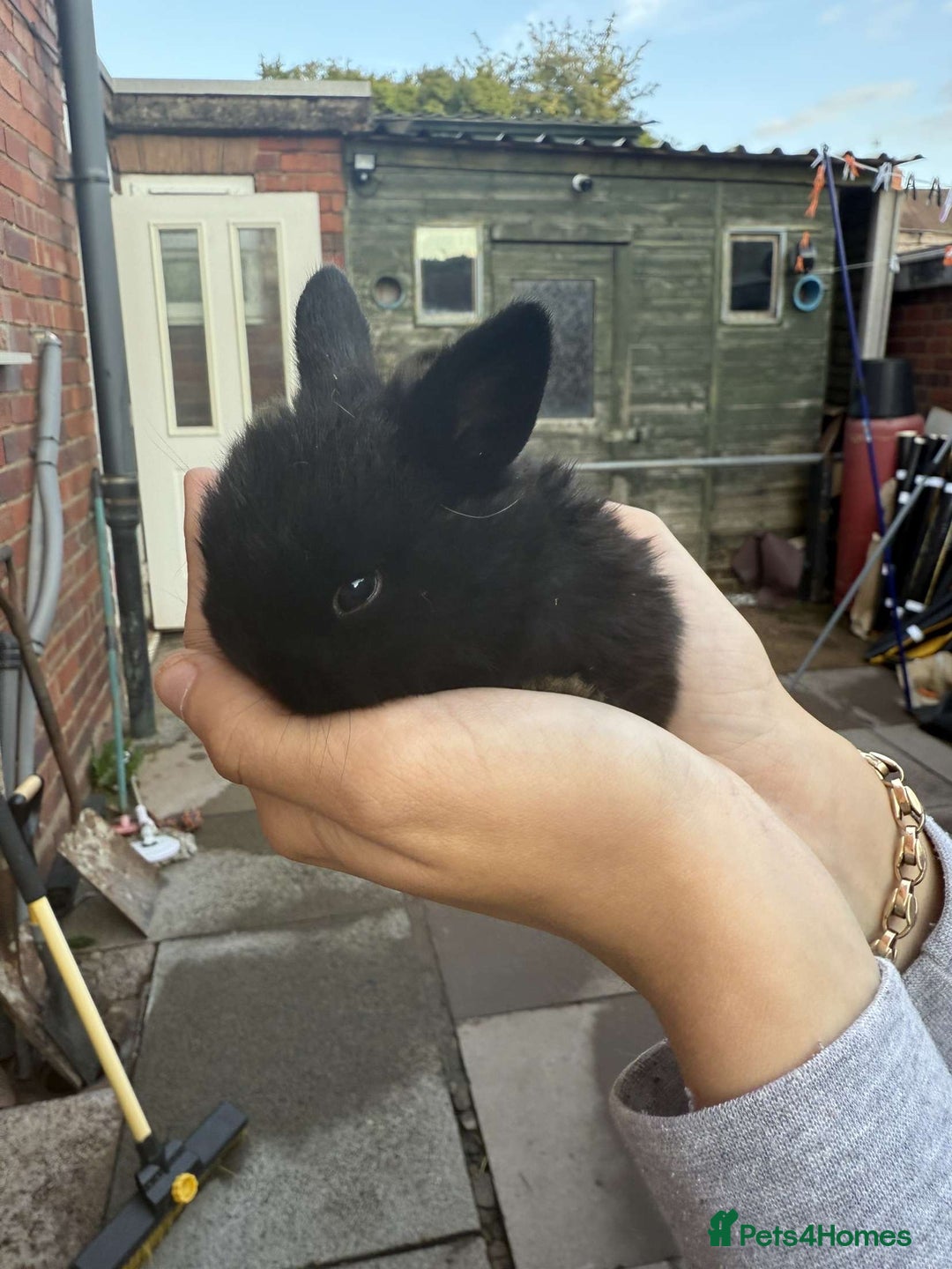 Mini Lion Lop rabbits for sale: Baby lion lops for sale  - Image 1