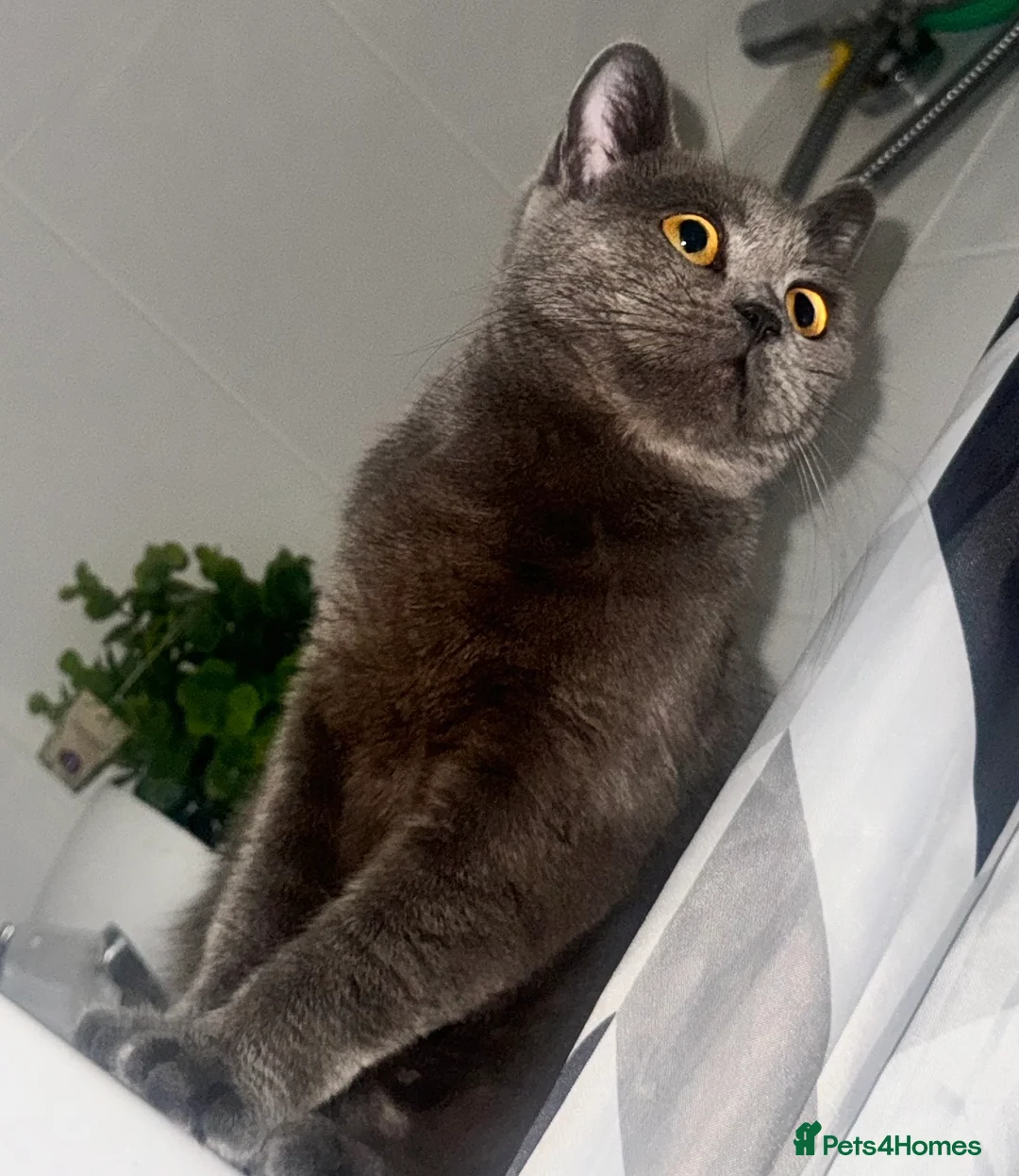 British Shorthair cats for sale: Beautiful BSH looking for rehome 🏡🤍 - Advert 2