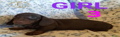 WISTERIA GIRL Miniature Dachshund Puppy 3 Choc Tan Girl 