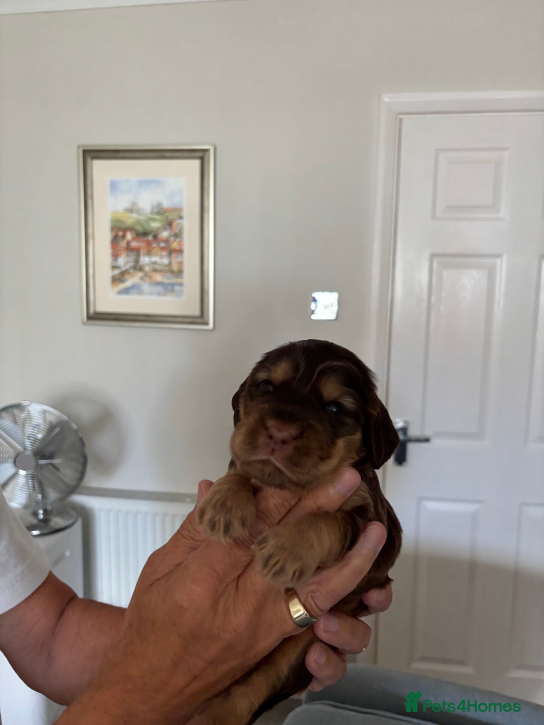 Cocker Spaniel dogs for sale: Outstanding kc reg cocker spaniel puppies - Image 5