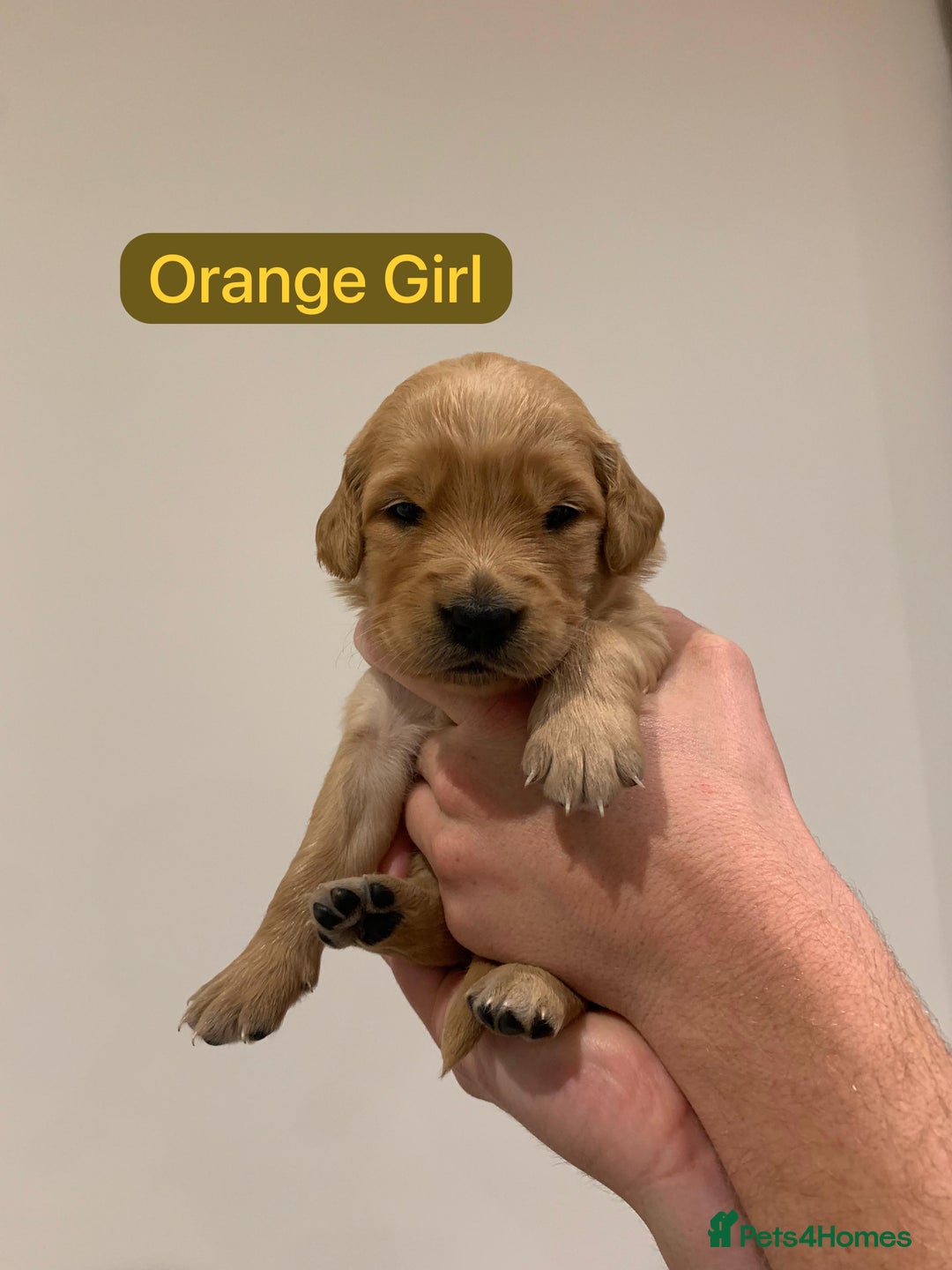 Golden Retriever dogs for sale: Gorgeous Field Retriever (Golden) Pups  - Image 7