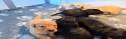 Labrador Retriever dogs for sale: KC REG Yellow/fox red and Black Labrador puppies  - Advert 25