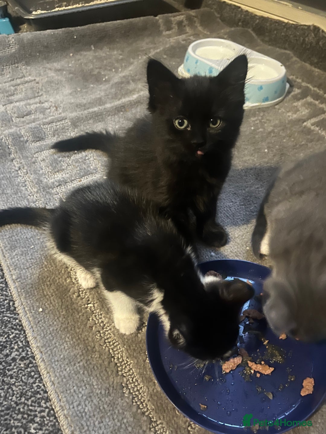 Mixed Breed cats for sale: Tilly’s babies  - Image 4