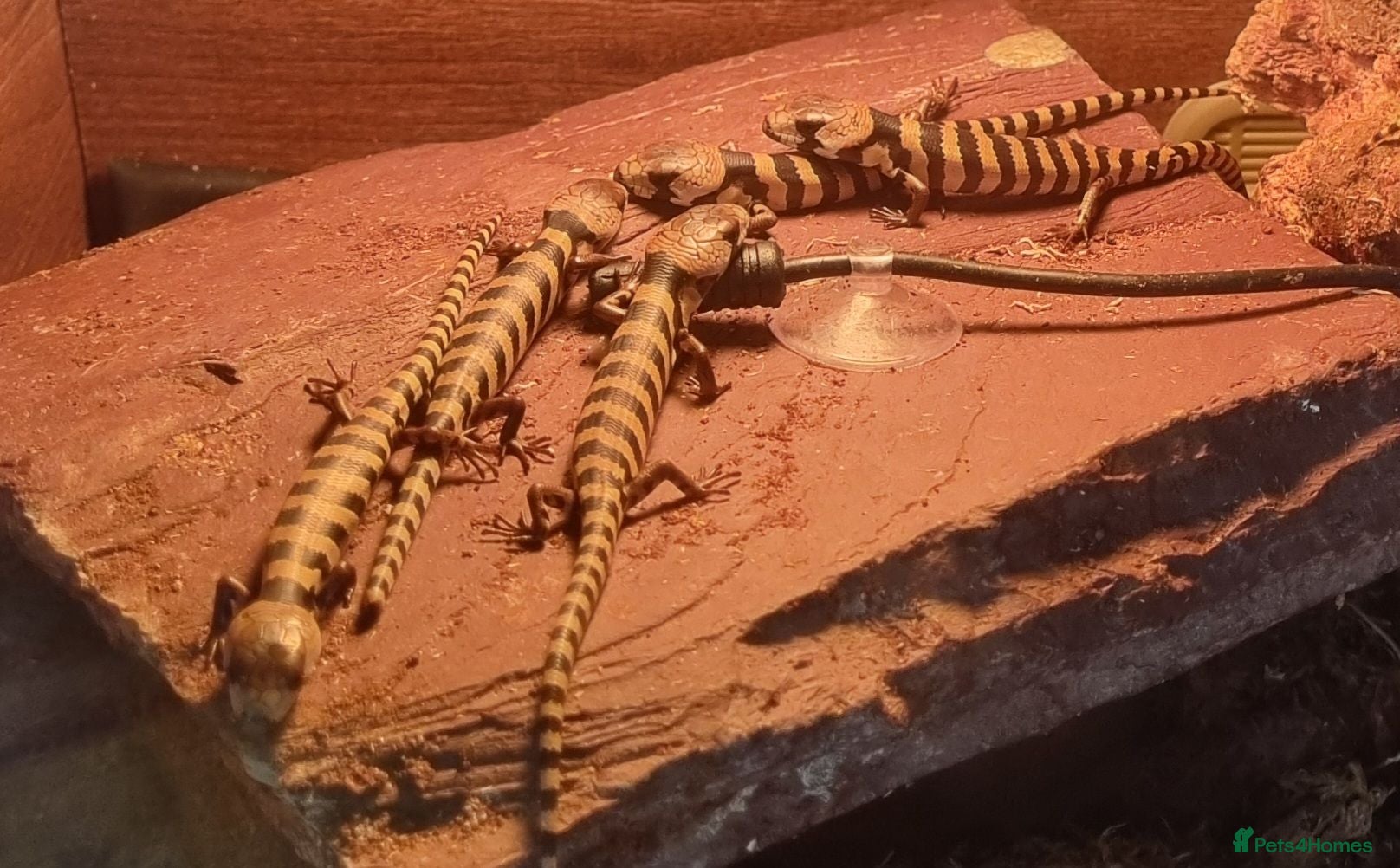 Skink reptiles Pink tongue skinks - Advert 1