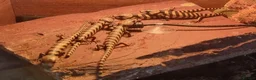 Skink reptiles for sale: Pink tongue skinks - Advert 1