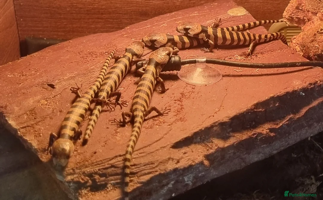 Skink reptiles for sale: Pink tongue skinks - Advert 1