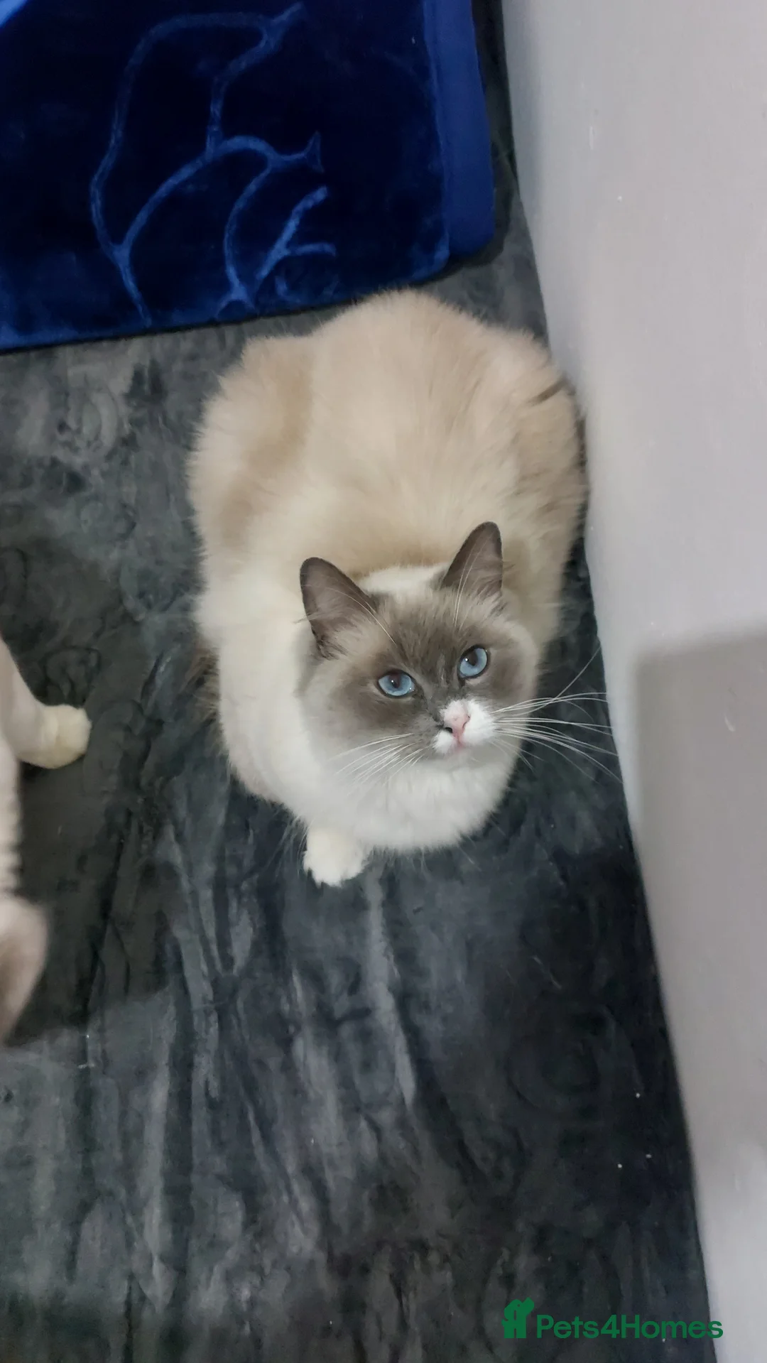 Ragdoll cats for sale: Beautiful Ragdoll Princess  - Advert 6