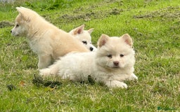 Chow Chow dogs for sale: Exotic colour chowsky puppies for sale  - Image 19