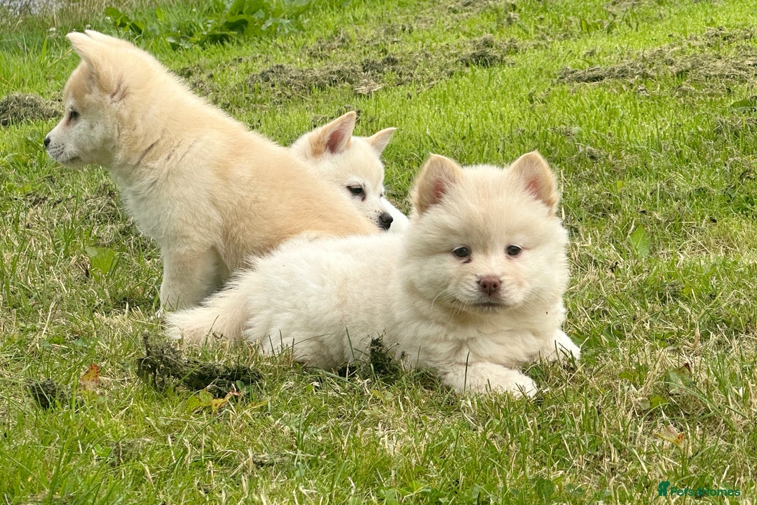 Chow Chow dogs for sale: Exotic colour chowsky puppies for sale  - Image 19