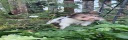 Fox Terrier dogs for sale: 5 X Beautiful Wire Fox Terrier Puppies - Advert 3