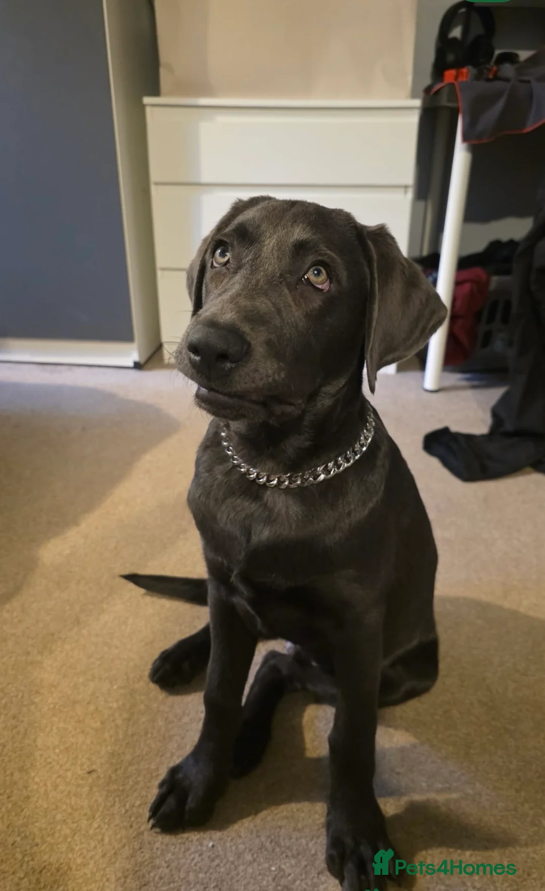 Mixed Breed dogs for sale: Bailey- needs a loving home in London - Advert 1