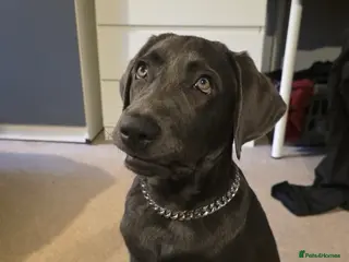 Mixed Breed dogs Bailey- needs a loving home - Advert 1