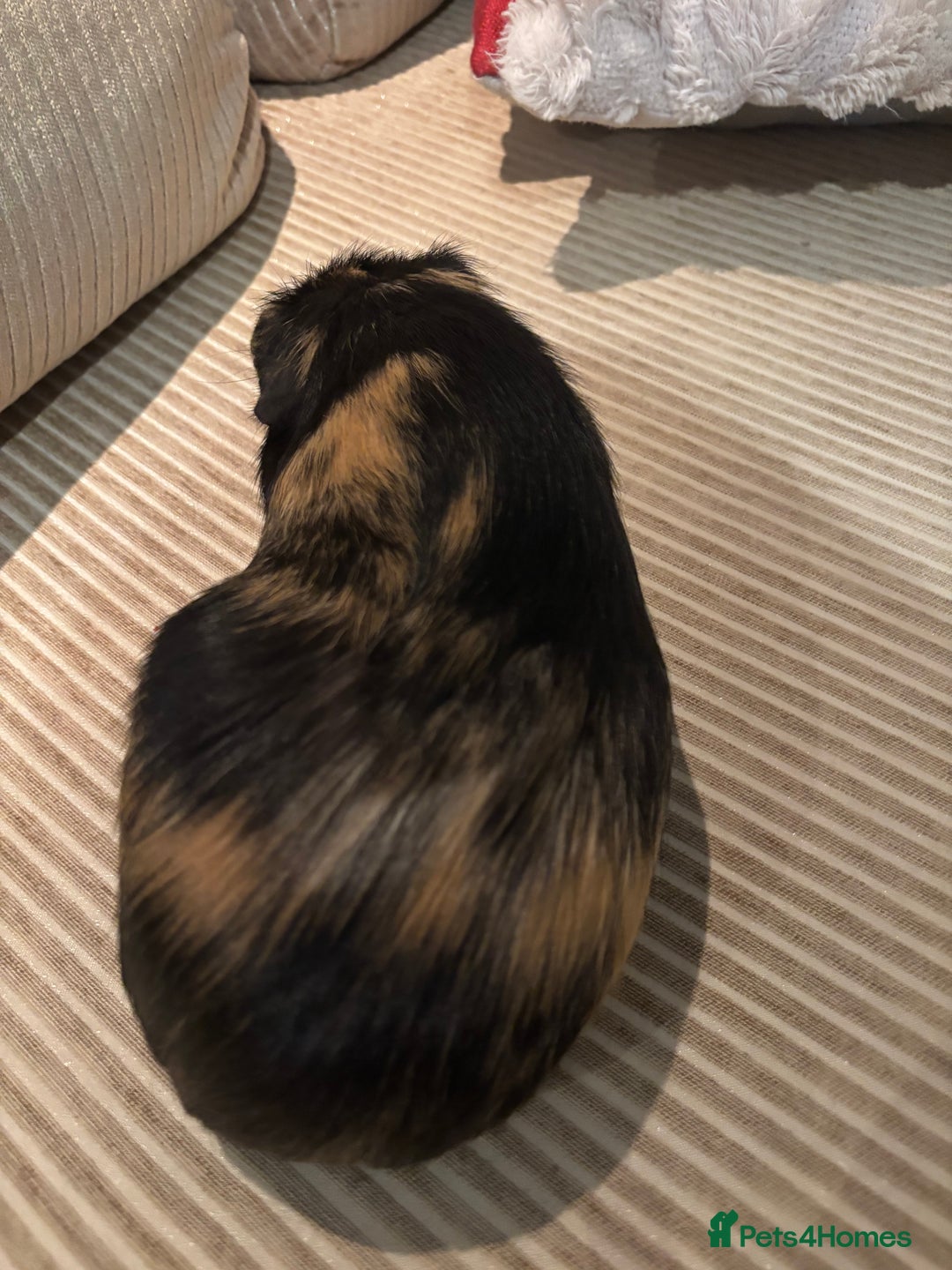 Guinea Pig rodents for sale: 3 boars for sale - Image 17