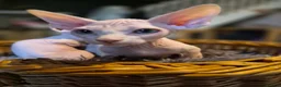 Sphynx cats for sale: Sphyx kittens for sale both £750 - Advert 25