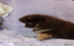 Pomeranian dogs for sale: PARTI MERLE QUALITY KC POMERANIANS - Image 6