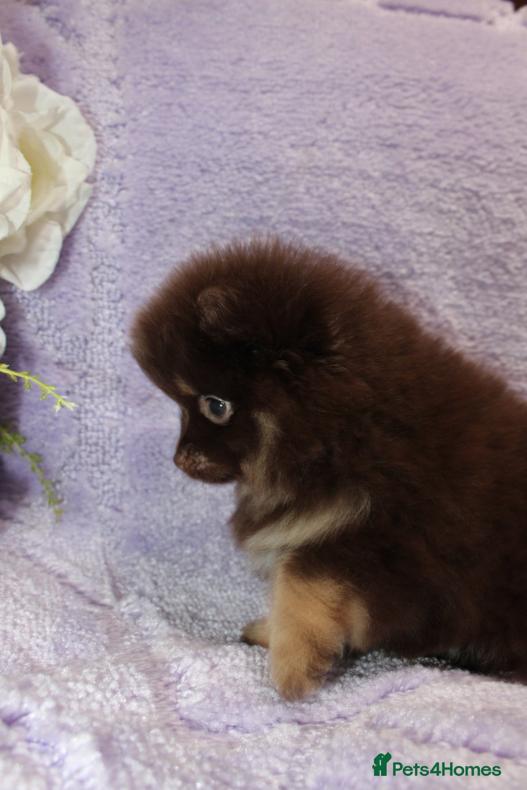 Pomeranian dogs for sale: PARTI MERLE QUALITY KC POMERANIANS - Image 6