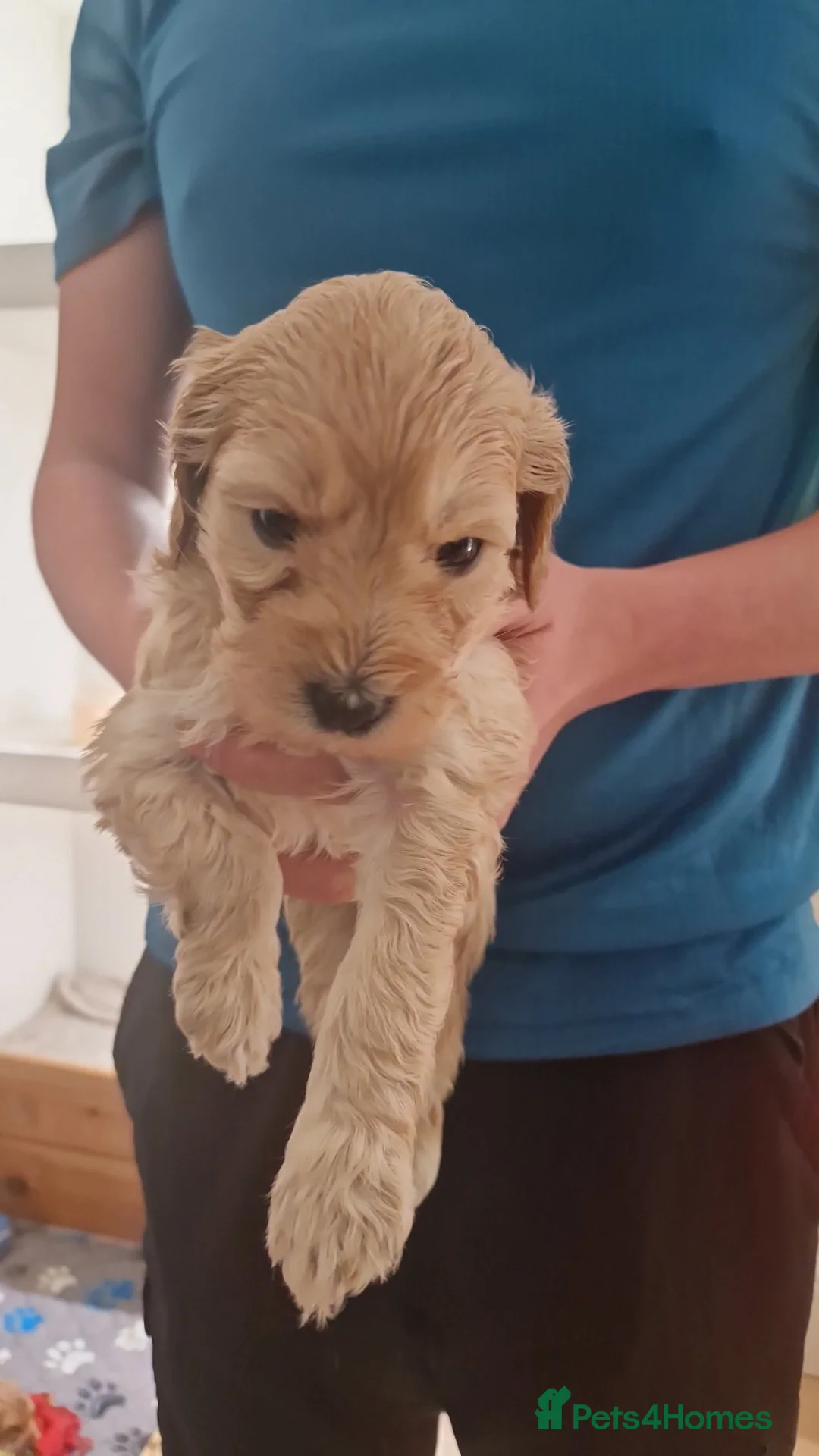 Cockapoo dogs for sale: Cockapoo puppies - Advert 3