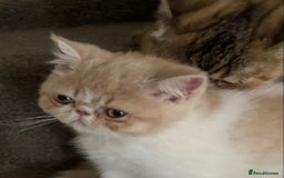 Exotic cats for sale: Exotic male kittens - Image 4