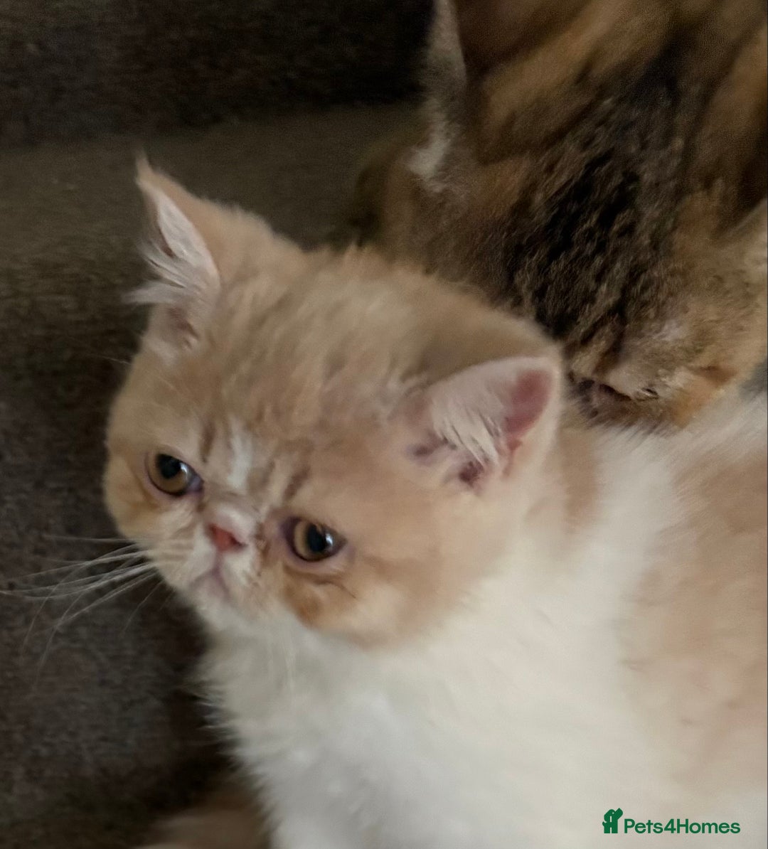 Exotic cats for sale: Exotic male kittens - Image 4