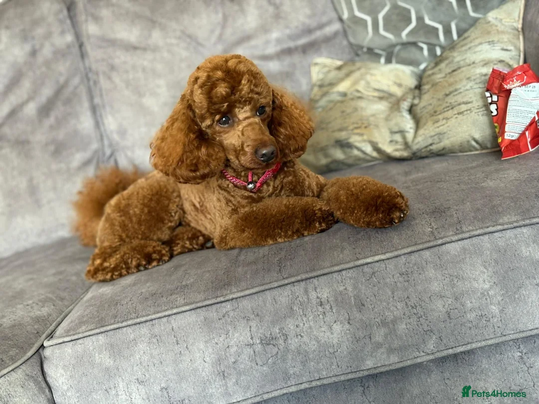 Cockapoo dogs for sale: 6 beautiful Cockerpoo  - Advert 17