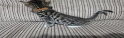 Bengal cats for sale: 2 Male Bengal cross DSH  - Advert 17