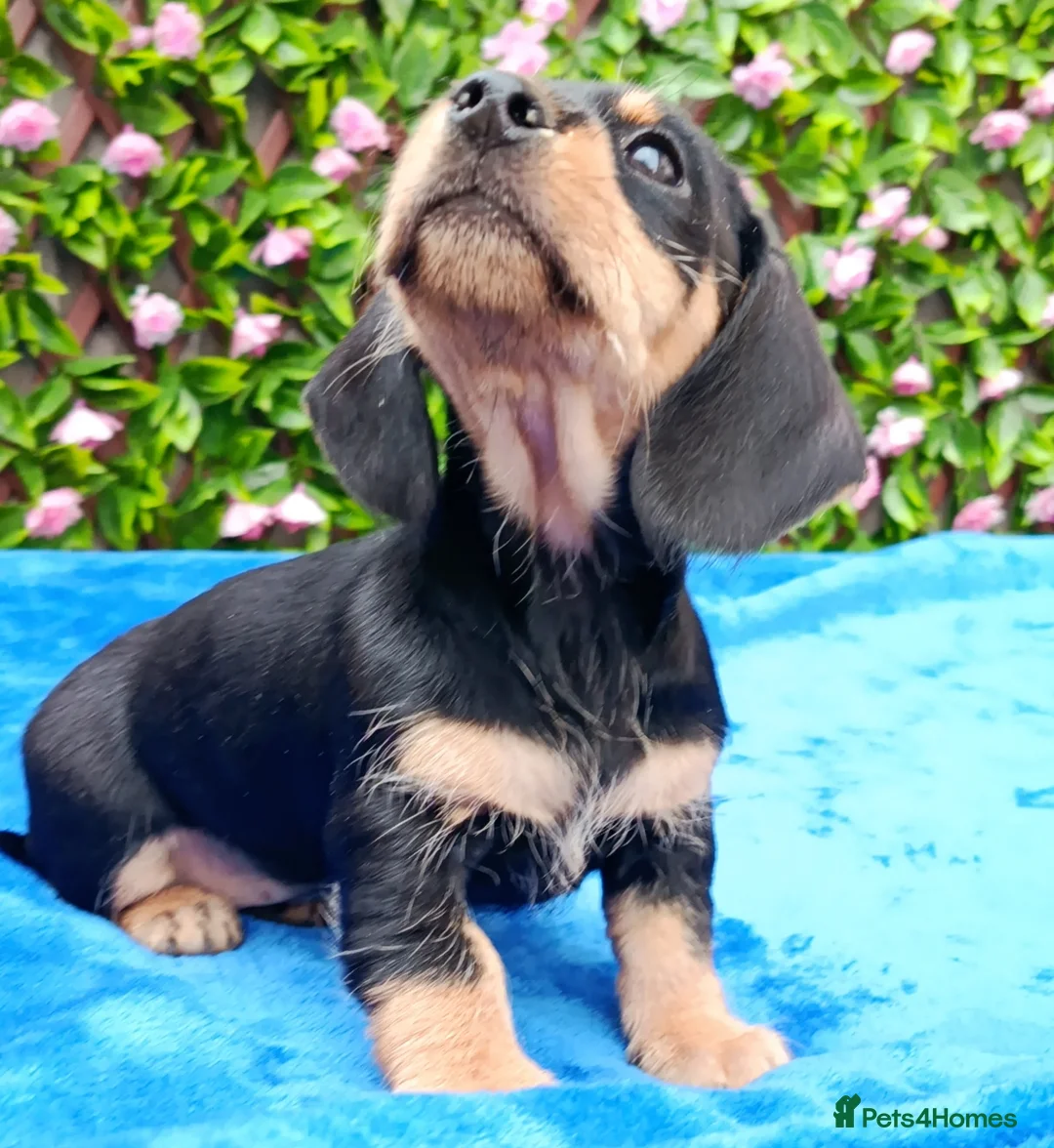 Dachshund dogs for sale: READY MINI WIRE DAXI KC REG LAFORA CLEAR - Advert 12