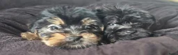 Yorkshire Terrier dogs for sale: Yorkshire terrier x cairn terrier yorkie  in Wickford - Advert 4