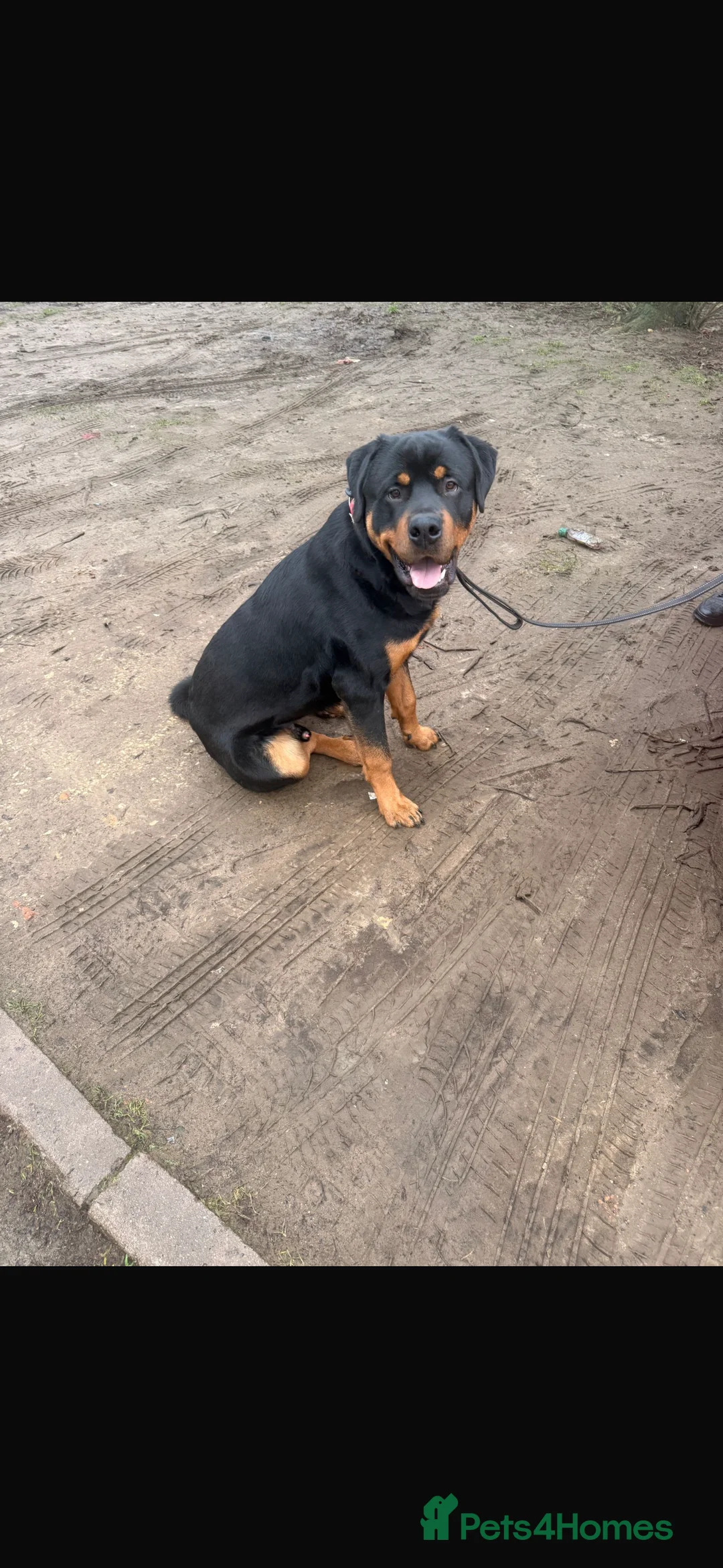 Rottweiler dogs for sale: 11 month old Rottweiler  - Advert 1