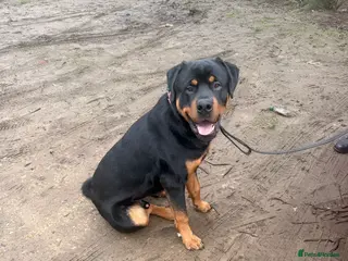 Rottweiler dogs 11 month old Rottweiler - Advert 4