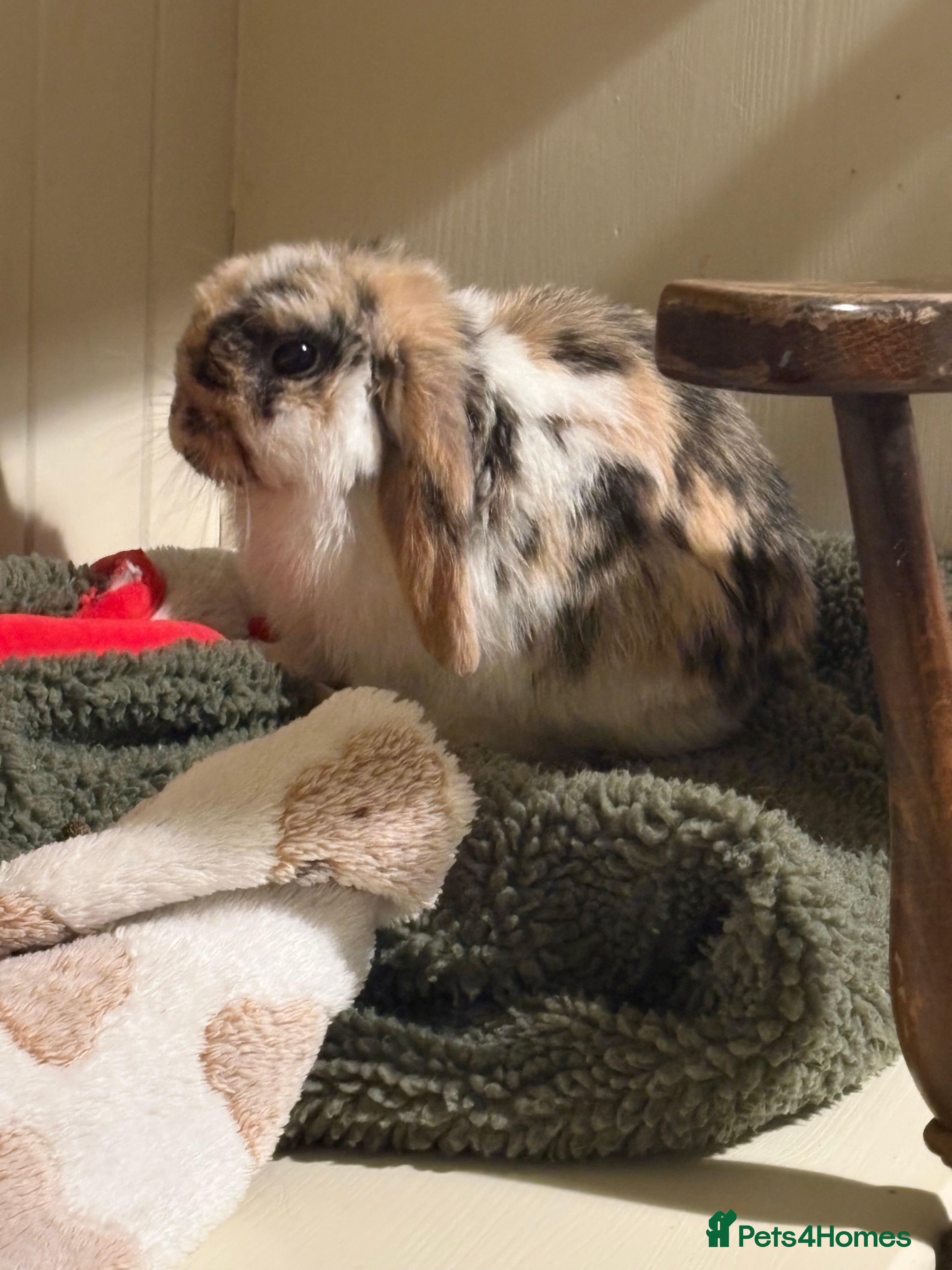 Mini Lop rabbits Vaccinated/raised indoors, mini lops and lion lop  - Advert 3