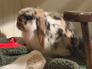 Mini Lop rabbits Vaccinated/raised indoors, mini lops and lion lop - Advert 3