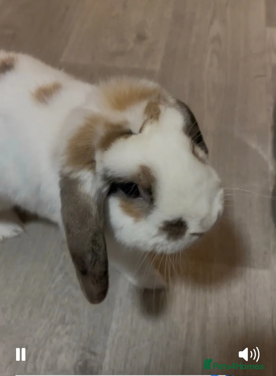Mini Lop rabbits for sale: Beautiful male holland lop beed to be rehomed in Liverpool - Advert 2
