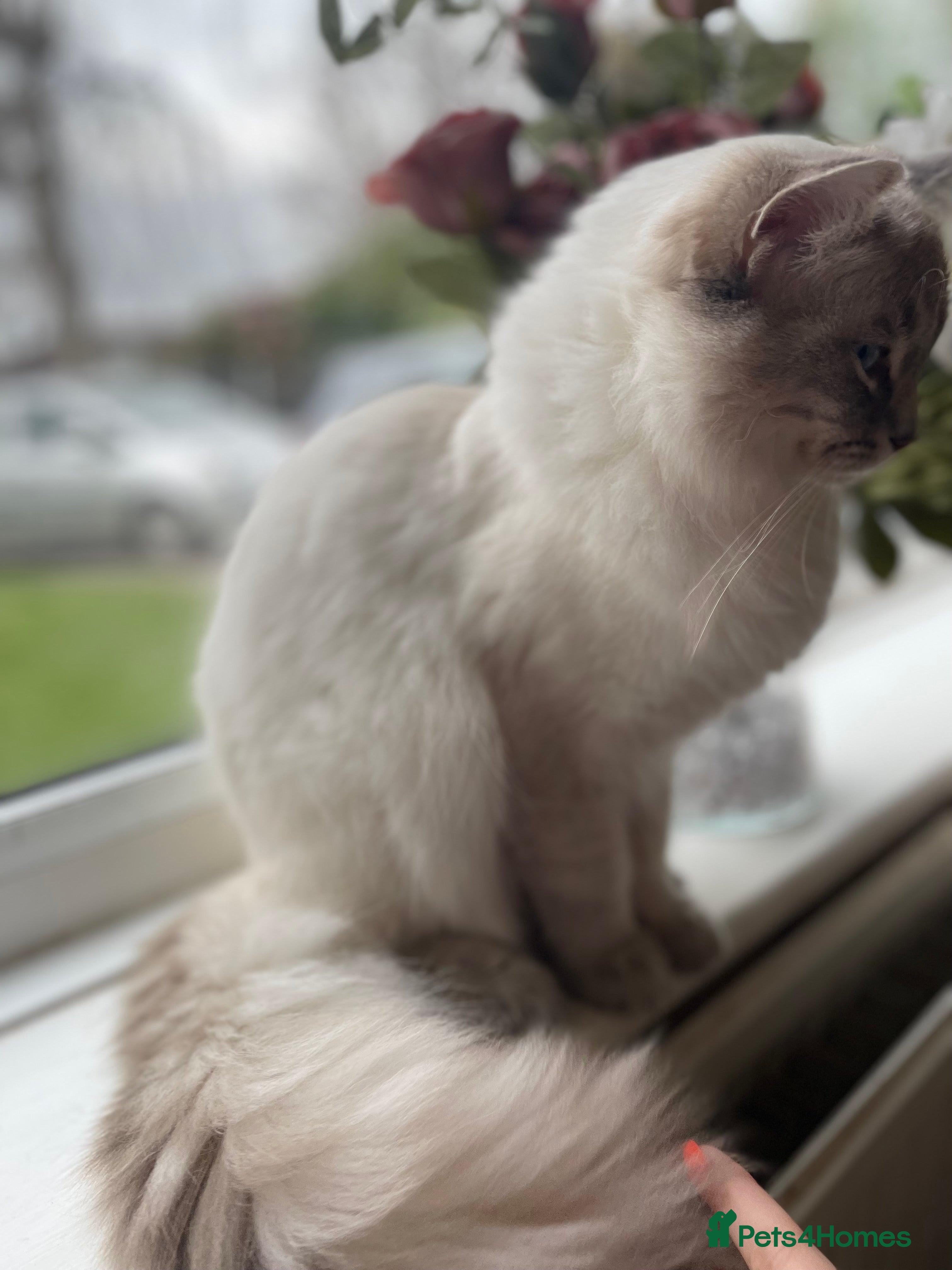 Ragdoll cats Ragdoll Dilute carrier  - Advert 16