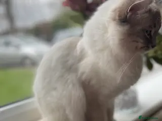 Ragdoll cats Ragdoll Dilute carrier - Advert 16