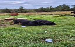 Flat coated Retriever dogs for sale: Flat coat retriever  - Image 16