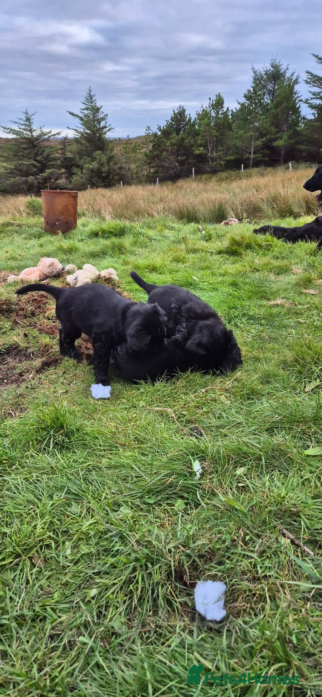 Flat coated Retriever dogs for sale: Flat coat retriever  - Image 16