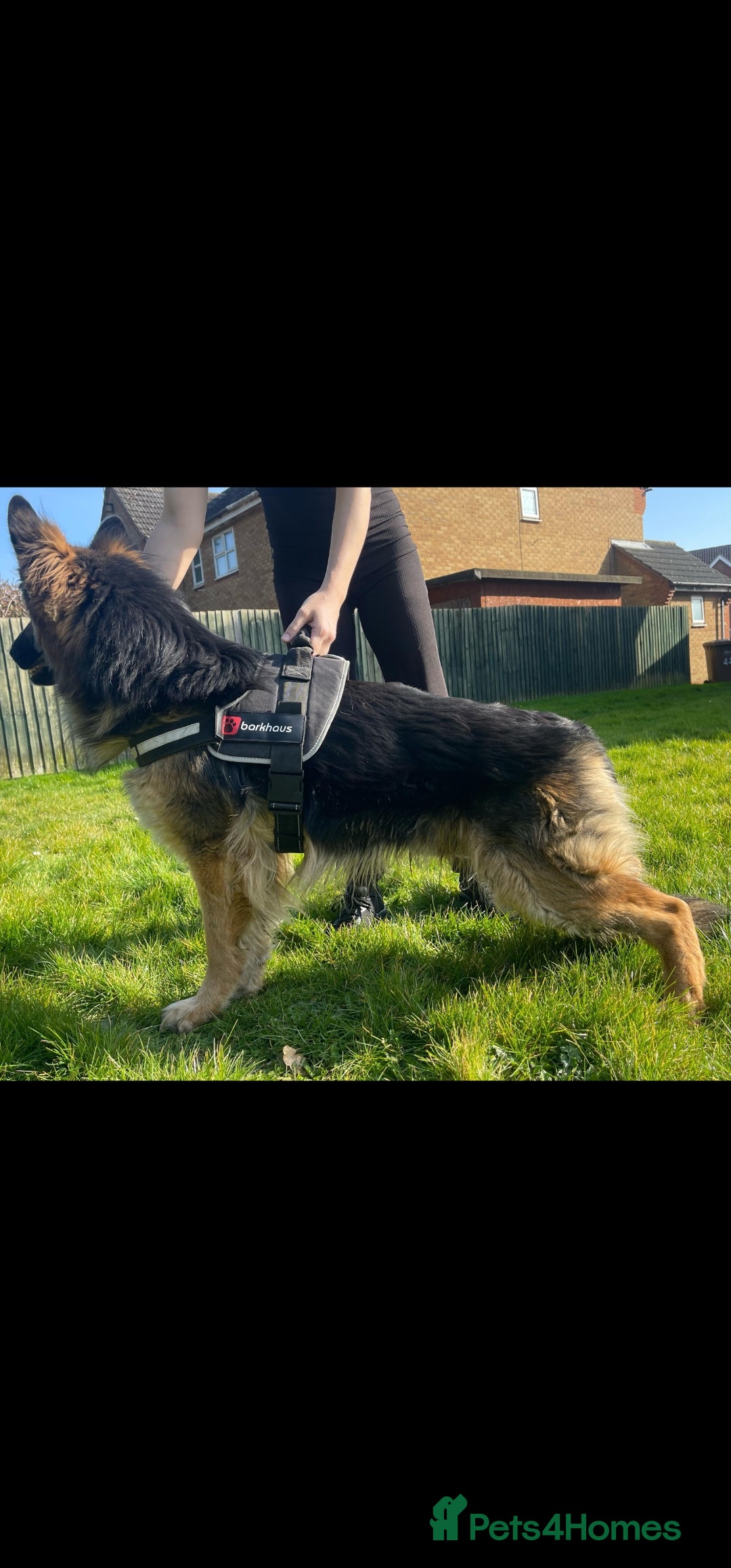 German Shepherd dogs for sale: Large KC registered black and gold male GSD - Image 3