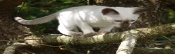 Siamese cats for sale: Adorable Siamese Kittens - Advert 4