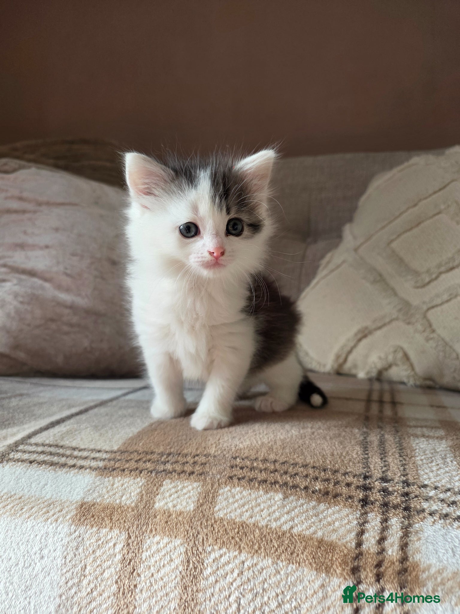 Mixed Breed cats Mixed breed fluffy mid-long fur kittens for sale - Advert 1