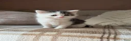 Mixed Breed cats for sale: Mixed breed fluffy mid-long fur kittens for sale - Advert 1