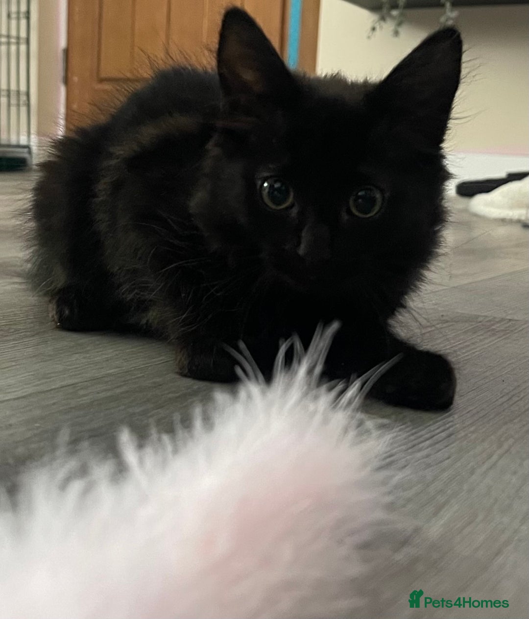 Norwegian Forest Cat cats for sale: Norwegian Forrest kittens 🐈‍⬛  - Image 2
