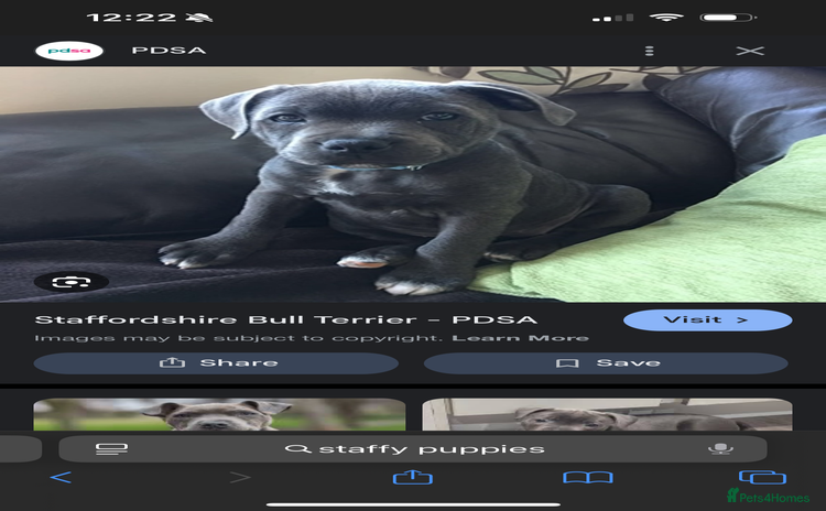 Staffordshire Bull Terrier dogs - Advert 12