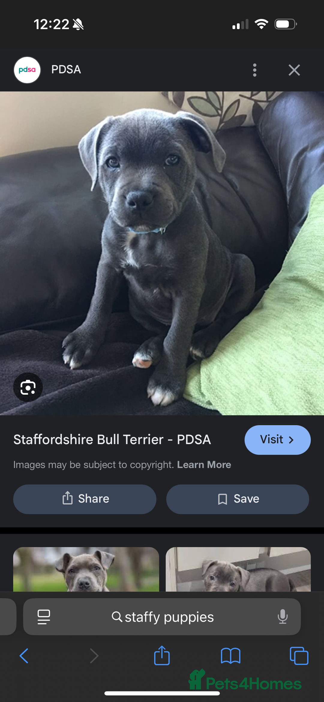 Staffordshire Bull Terrier dogs for sale: WANTED!  - Image 1
