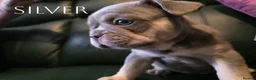 French Bulldog dogs for sale: 4 Male French Bulldog Puppies  - Advert 3
